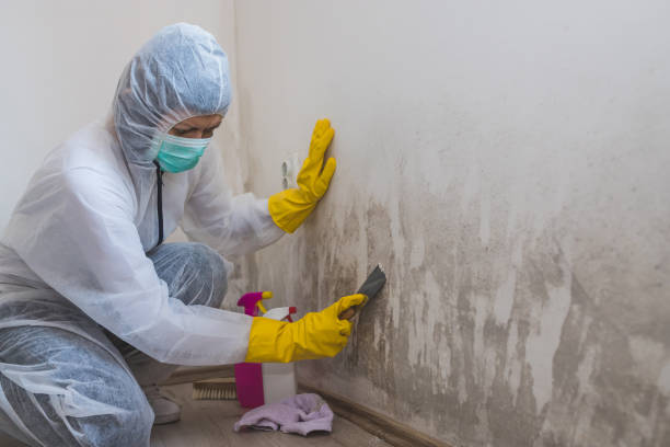 Best Environmental Consulting for Mold Prevention  in Perkasie, PA