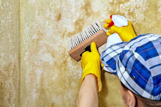 Best Basement Mold Removal  in Perkasie, PA