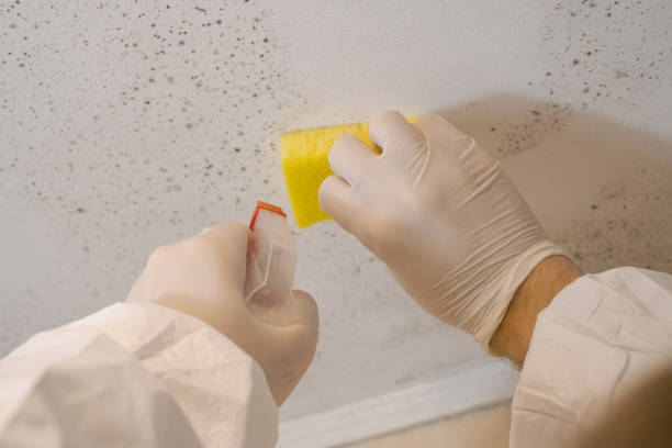 Best HVAC Mold Inspection and Cleaning  in Perkasie, PA