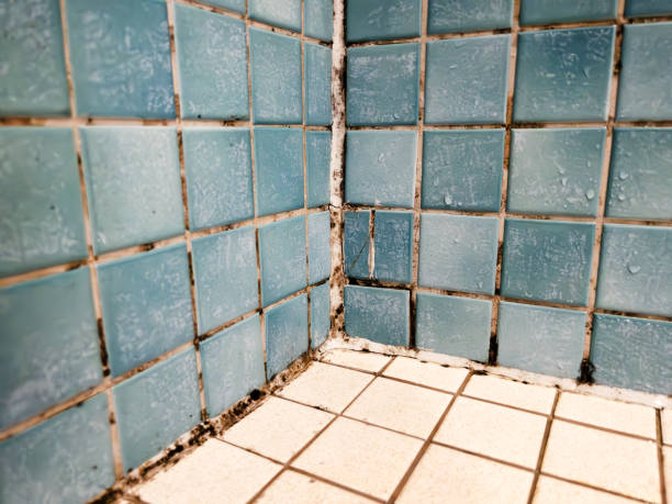 Best Emergency Mold Remediation  in Perkasie, PA