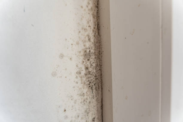 Best Residential Mold Inspection & Testing  in Perkasie, PA