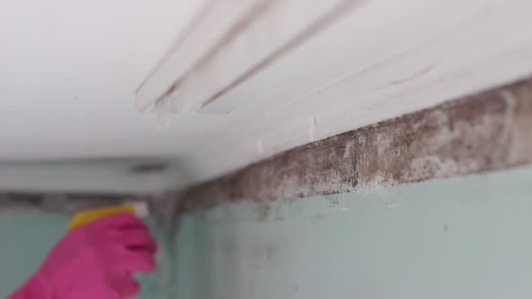 Best Airborne Mold Testing  in Perkasie, PA